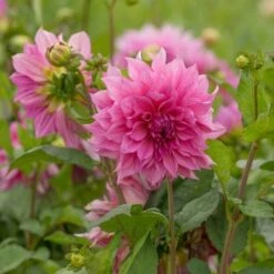 Dahlia 'Café Au Lait Rosé' -Verdelyn Sales x600 20166 1