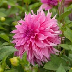 Dahlia 'Café Au Lait Rosé' -Verdelyn Sales x600 20167