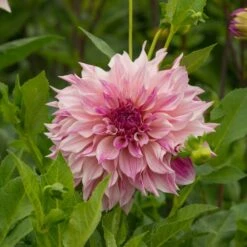 Dahlia 'Café Au Lait Royal' -Verdelyn Sales x600 20169