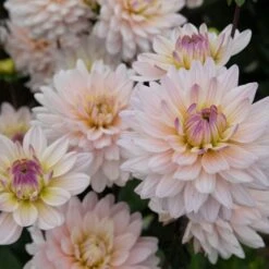 Dahlia 'Diana's Memory' 5 Dahlia 'Diana's Memory' -Verdelyn Sales x600 20179