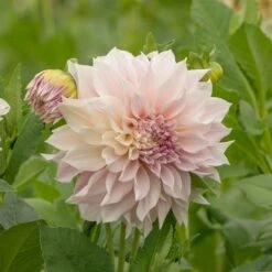 Dahlia 'Café Au Lait' -Verdelyn Sales x600 20189
