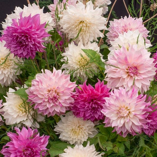 Café Au Lait Trio 2 Café Au Lait Trio - Image 2