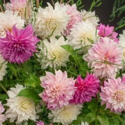 Café Au Lait Trio 9 Café Au Lait Trio -Verdelyn Sales x600 20192