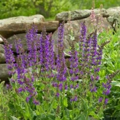 Salvia X Sylvestris 'May Night' -Verdelyn Sales x600 20215