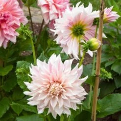 Dahlia 'Café Au Lait' -Verdelyn Sales x600 20398 1