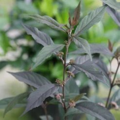 Callicarpa Pearl Glam® -Verdelyn Sales x600 20412