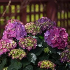 Hydrangea Macrophylla Endless Summer® Summer Crush® -Verdelyn Sales x600 20434