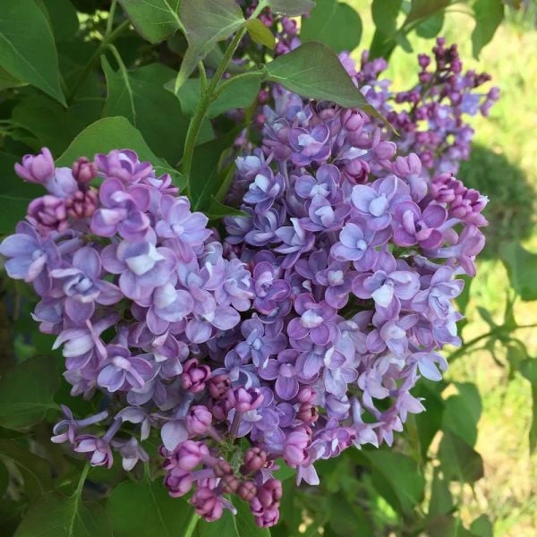 Syringa X Hyacinthiflora Scentara® Double Blue 1 Syringa X Hyacinthiflora Scentara® Double Blue