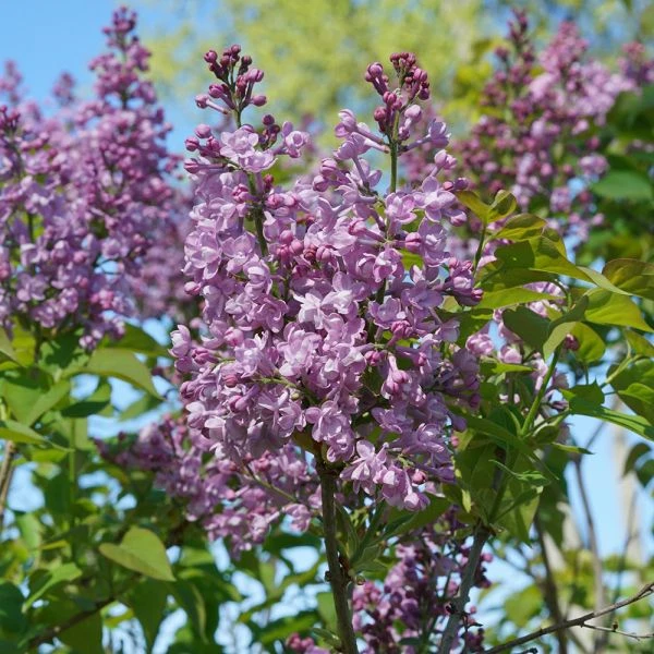 Syringa X Hyacinthiflora Scentara® Double Blue 2 Syringa X Hyacinthiflora Scentara® Double Blue - Image 2