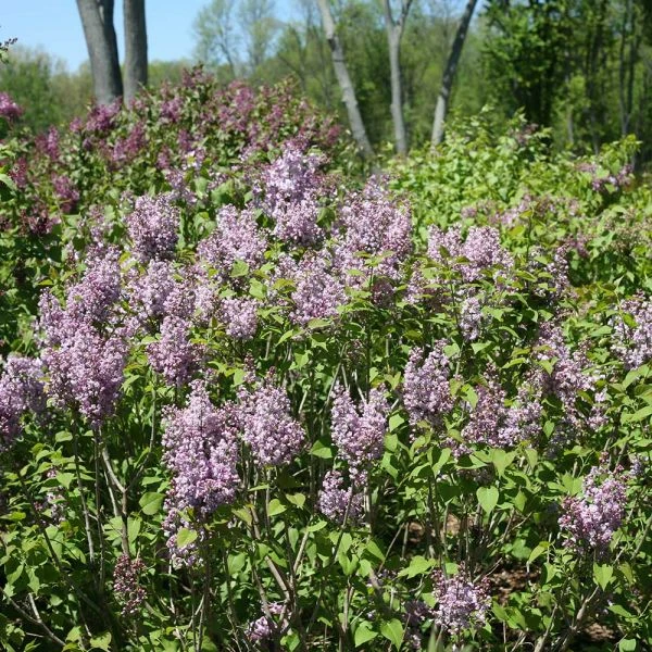 Syringa X Hyacinthiflora Scentara® Double Blue 3 Syringa X Hyacinthiflora Scentara® Double Blue - Image 3