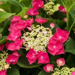 Hydrangea Macrophylla Cherry Explosion -Verdelyn Sales x600 20475