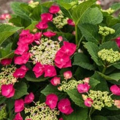 Hydrangea Macrophylla Cherry Explosion -Verdelyn Sales x600 20476