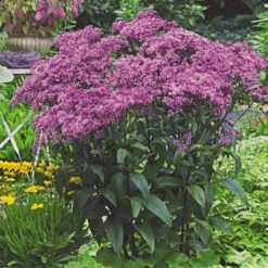 Pollinator Bulb & Perennial Garden -Verdelyn Sales x600 20480