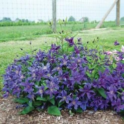 Clematis Sapphire Indigo™ -Verdelyn Sales x600 20491