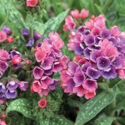 Pulmonaria 'Raspberry Splash' -Verdelyn Sales x600 20497
