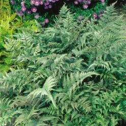Athyrium Niponicum Var. Pictum - Japanese Painted Fern -Verdelyn Sales x600 20526