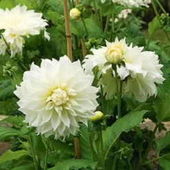 Dinnerplate Dahlia Collection 4 Tubers -Verdelyn Sales x600 20532