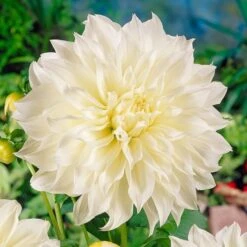 Dahlia 'Fleurel' -Verdelyn Sales x600 20534
