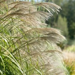 Ornamental Grass: Miscanthus Sinensis 'Silver Feather' 7 Ornamental Grass: Miscanthus Sinensis 'Silver Feather' -Verdelyn Sales x600 20535