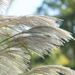 Ornamental Grass: Miscanthus Sinensis 'Silver Feather' 8 Ornamental Grass: Miscanthus Sinensis 'Silver Feather' -Verdelyn Sales x600 20536