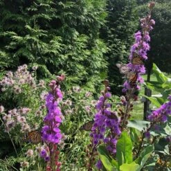 Liatris Ligulistylis -Verdelyn Sales x600 20545