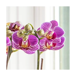 Purple-and-white Mini Moth Orchids In Ceramic Cachepot -Verdelyn Sales x600 20862