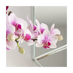 Blush White Compact Moth Orchids In 5" Ceramic Cachepot 5 Blush White Compact Moth Orchids In 5" Ceramic Cachepot -Verdelyn Sales x600 20863