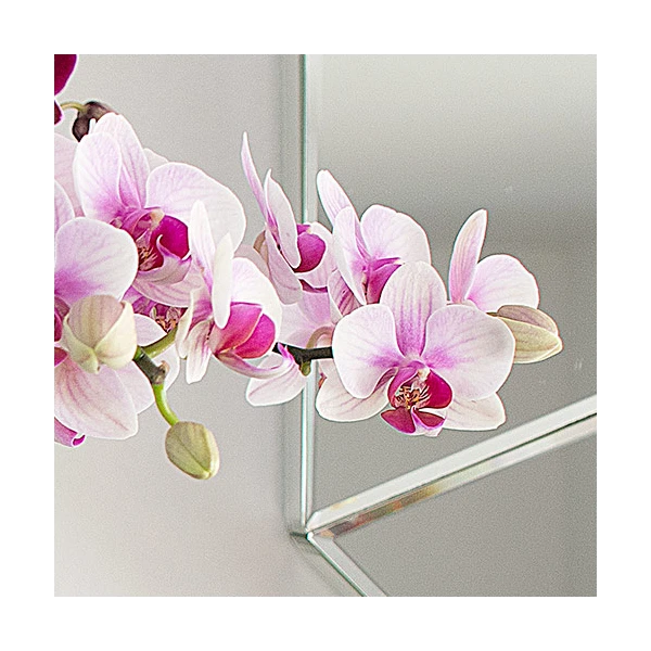 Blush White Compact Moth Orchids In 5" Ceramic Cachepot 3 Blush White Compact Moth Orchids In 5" Ceramic Cachepot - Image 3