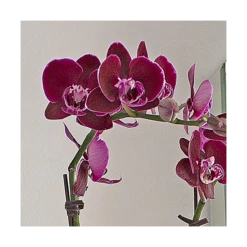 Burgundy Compact Moth Orchids In 5" Ceramic Cachepot -Verdelyn Sales x600 20864