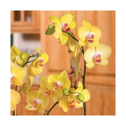 Yellow Moth Orchid In 5" White Ceramic Cachepot -Verdelyn Sales x600 20866