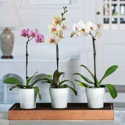 White Moth Orchid In 5" White Ceramic Cachepot -Verdelyn Sales x600 20889
