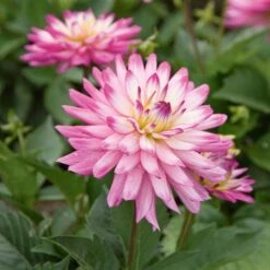 Dahlia 'XXL Aztec Veracruz'