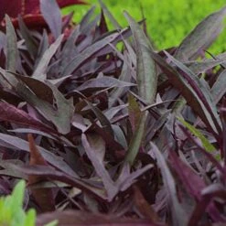 Pollinator Pleaser Annual Collection -Verdelyn Sales x600 20995