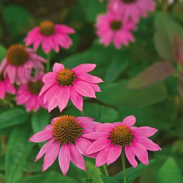 Tough As Nails Deer-Resistant Garden For Sun 5 Tough As Nails Deer-Resistant Garden For Sun - Image 5