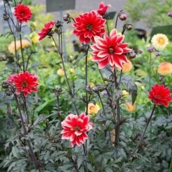 Dahlia 'Bishop Of Llandaff' -Verdelyn Sales x600 21097