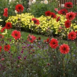 Dahlia 'Bishop Of Llandaff' -Verdelyn Sales x600 21099