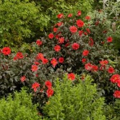 Dahlia 'Bishop Of Llandaff' -Verdelyn Sales x600 21100