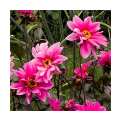 Dahlia 'Fascination' -Verdelyn Sales x600 21104