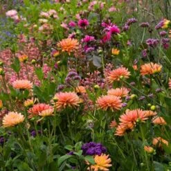 Dahlia 'Karma Corona' -Verdelyn Sales x600 21110