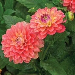 Dahlia 'Melody Allegro' -Verdelyn Sales x600 21115