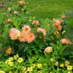 Dahlia 'Melody Dora' 6 Dahlia 'Melody Dora' -Verdelyn Sales x600 21118