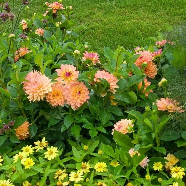 Dahlia 'Melody Dora' 3 Dahlia 'Melody Dora' - Image 3