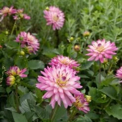 Dahlia 'XXL Aztec Veracruz' -Verdelyn Sales x600 21128