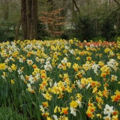 Professional's Naturalizing Daffodil Mix -Verdelyn Sales x600 21134