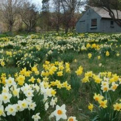 The Works Daffodil Mix -Verdelyn Sales x600 21135 1