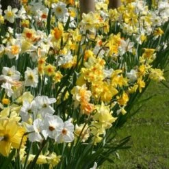 The Works Daffodil Mix, Southern Style -Verdelyn Sales x600 21137