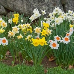 The Works Daffodil Mix, Southern Style -Verdelyn Sales x600 21138