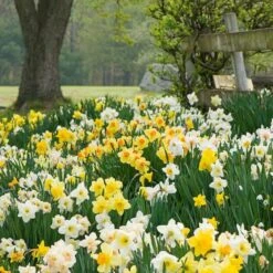 The Works Daffodil Mix, Southern Style -Verdelyn Sales x600 21140