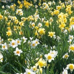 The Works Daffodil Mix, Southern Style -Verdelyn Sales x600 21141