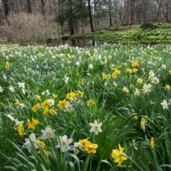 The Works Daffodil Mix, Southern Style -Verdelyn Sales x600 21144